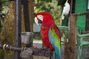 parrot02